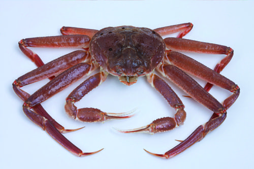 Snow Crab